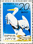 Dalmatian Pelican Pelecanus crispus