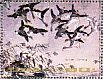 Taiga Bean Goose Anser fabalis  1984 Paintings  MS