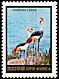 Grey Crowned Crane Balearica regulorum