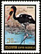 Saddle-billed Stork Ephippiorhynchus senegalensis  1984 Birds 