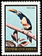 Chestnut-eared Aracari Pteroglossus castanotis  1984 Birds 