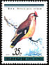 Bohemian Waxwing Bombycilla garrulus  1988 Birds 