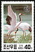 Red-crowned Crane Grus japonensis