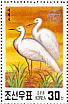 Great Egret Ardea alba