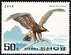 Golden Eagle Aquila chrysaetos  1992 Birds of prey 