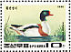 Common Shelduck Tadorna tadorna