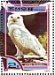 Snowy Owl Bubo scandiacus