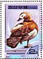 Ruddy Shelduck Tadorna ferruginea