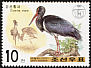 Black Stork Ciconia nigra