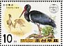 Black Stork Ciconia nigra