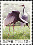 White-naped Crane Antigone vipio