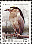 Black-crowned Night Heron Nycticorax nycticorax