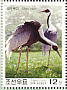 White-naped Crane Antigone vipio