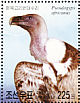 White-backed Vulture Gyps africanus