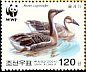 Swan Goose Anser cygnoides  2004 WWF 