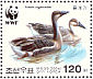 Swan Goose Anser cygnoides  2004 WWF Booklet