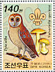 Western Barn Owl Tyto alba