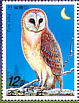 Western Barn Owl Tyto alba