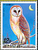 Western Barn Owl Tyto alba