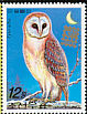 Western Barn Owl Tyto alba