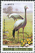 Blue Crane Grus paradisea