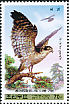 Eurasian Goshawk Accipiter gentilis