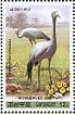 Blue Crane Grus paradisea