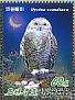 Snowy Owl Bubo scandiacus