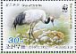 Red-crowned Crane Grus japonensis