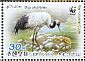 Red-crowned Crane Grus japonensis