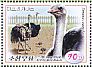 Common Ostrich Struthio camelus