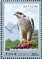 Eurasian Goshawk Accipiter gentilis