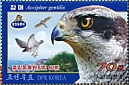 Eurasian Goshawk Accipiter gentilis