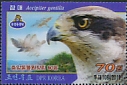 Eurasian Goshawk Accipiter gentilis