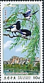 Eurasian Magpie Pica pica