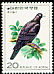 Black Wood Pigeon Columba janthina