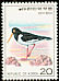 Eurasian Oystercatcher Haematopus ostralegus  1976 Birds 