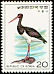 Black Stork Ciconia nigra