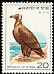 Cinereous Vulture Aegypius monachus