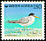 Little Tern Sternula albifrons