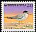 Little Tern Sternula albifrons