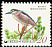 Black-crowned Night Heron Nycticorax nycticorax