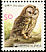 Tawny Owl Strix aluco