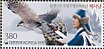 Northern Goshawk Accipiter gentilis  2019 Falconry Sheet