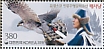 Eurasian Goshawk Accipiter gentilis  2019 Falconry Sheet