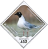 Saunders's Gull Saundersilarus saundersi  2023 Protected marine species 