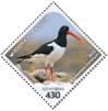 Eurasian Oystercatcher Haematopus ostralegus  2023 Protected marine species 