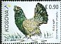 Western Capercaillie Tetrao urogallus  2016 Birds 