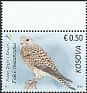 Common Kestrel Falco tinnunculus  2018 Birds of Kosovo 