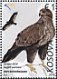 Common Buzzard Buteo buteo